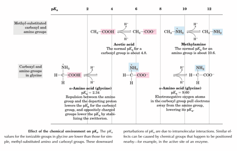 Titration Curve Of Glycine The Zwitter Ionic Changes 2020