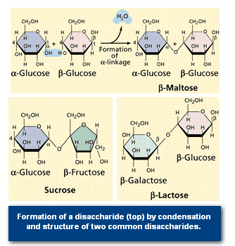 Formation of a disaccharide (top) by condensation and structure of two common disaccharides.