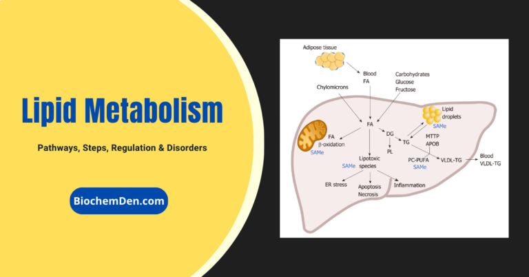 Lipid Metabolism guide