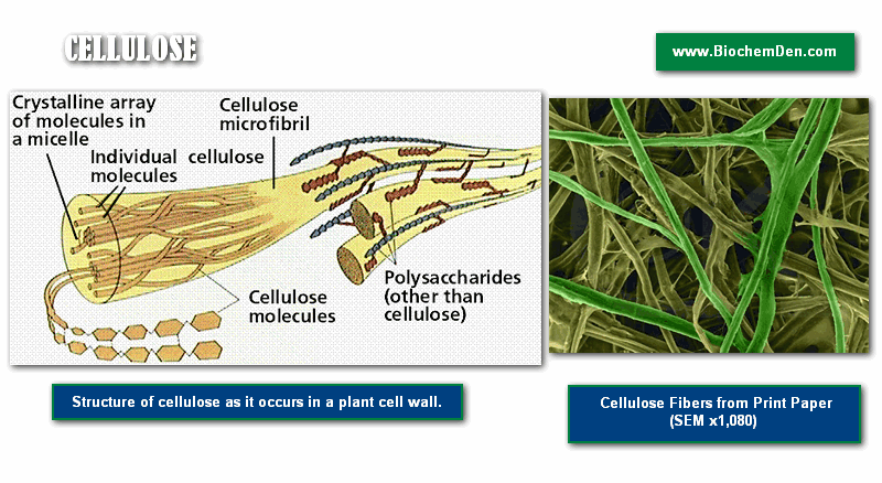 cellulose structure and Electon microscopic image