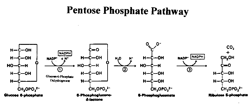 oxidative phase of HMP shunt