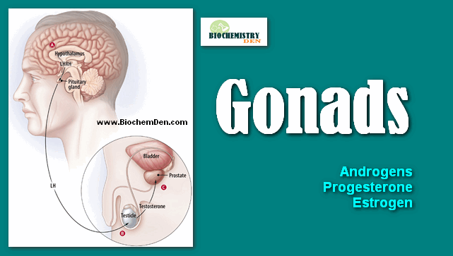 What are the Hormones of Gonads and its functions
