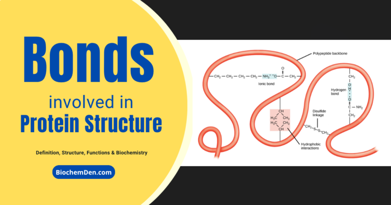 Bonds in Protein Structure