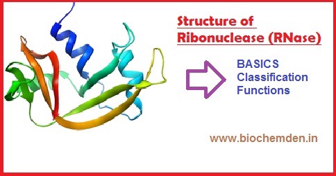 What is RNase? What is the importance of living things?