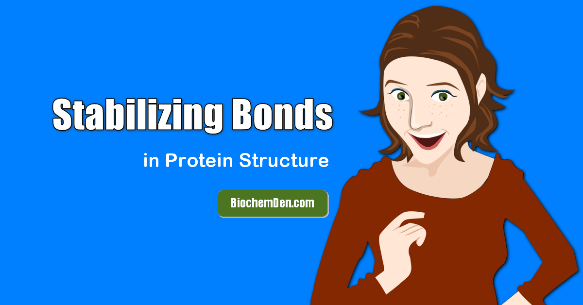 Stabilizing Bonds involved in protein structure