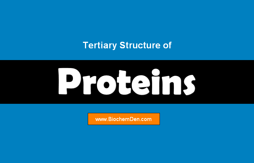 Tertiary structure of proteins
