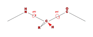 bond angles in peptide bond