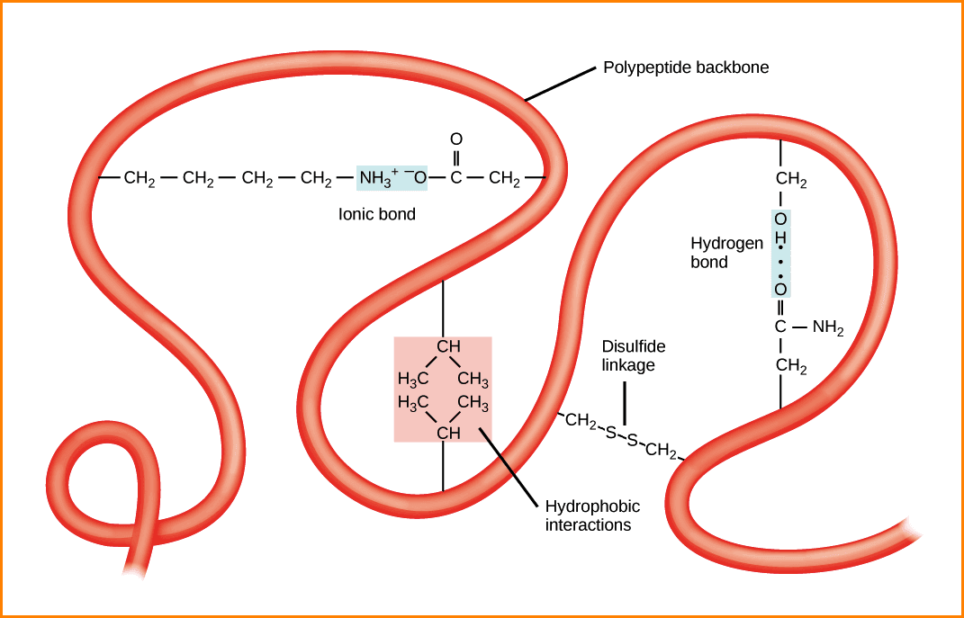 protein-structure-proteins-are-organized-in-tertiary-structure