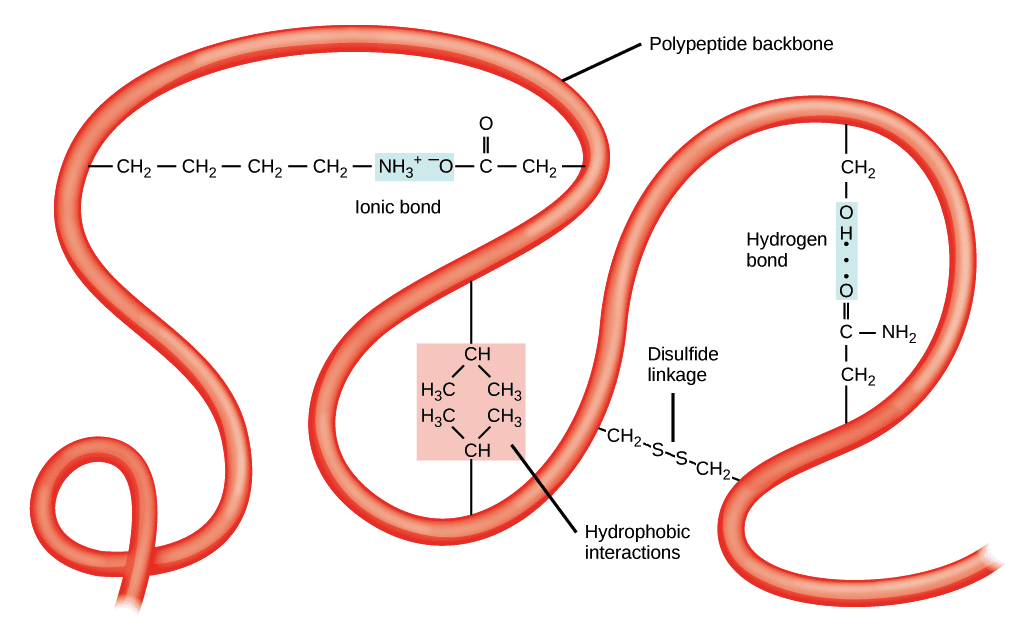 what-are-the-stabilizing-bonds-involved-in-proteins