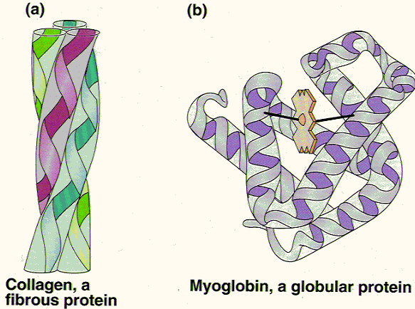fibrous and myoglobin protein