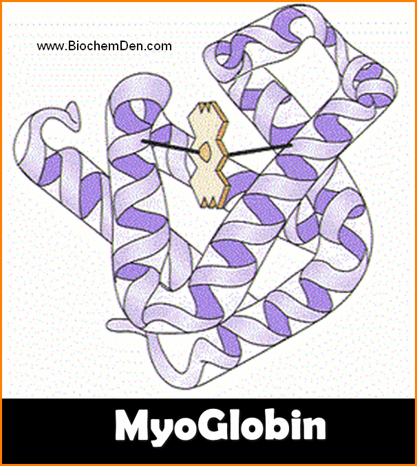 myoglobin structure