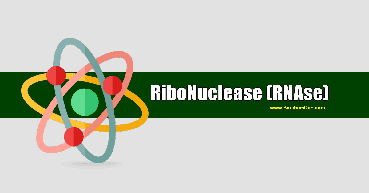 What is RNase? What is the importance of living things? ribonuclease enzyme