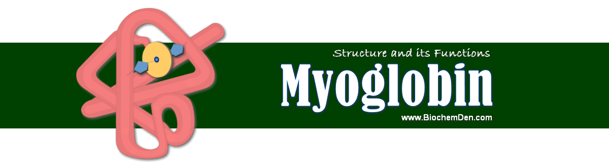 structure of myoglobin