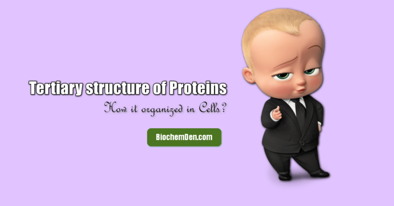 How the Tertiary structure of Protein is Organized closely?