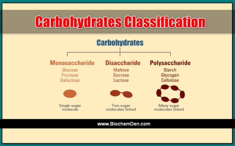 What are the Classifications of Carbohydrates? Explain with Examples