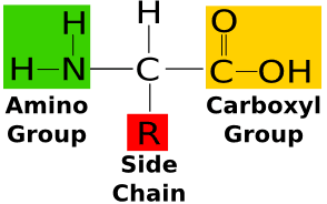 which formula represents an amino acid