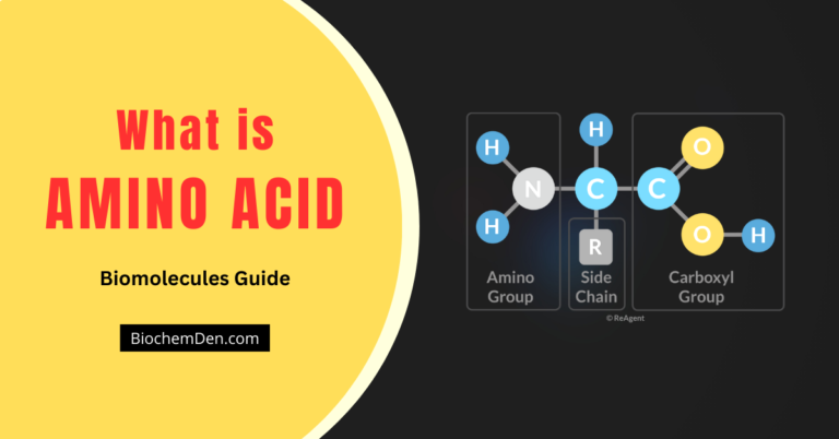 What is Amino acid and its Structural Chemistry?