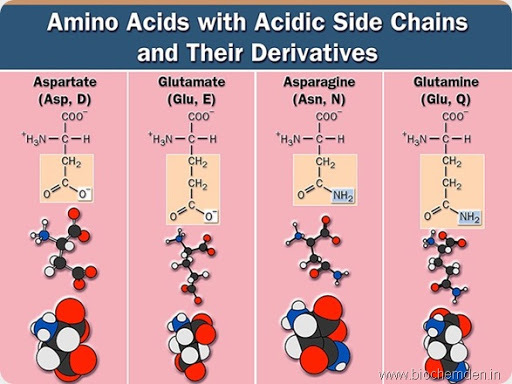 acidic side chain containing amino acid