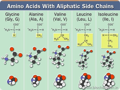 aliphatic side chain amino acid