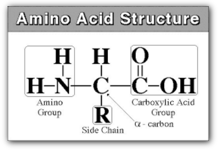 amino-acid-structure