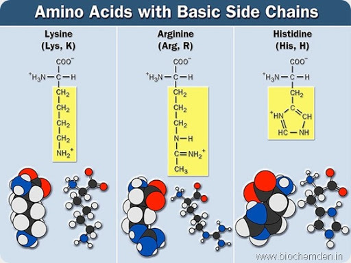 basic group amino acid