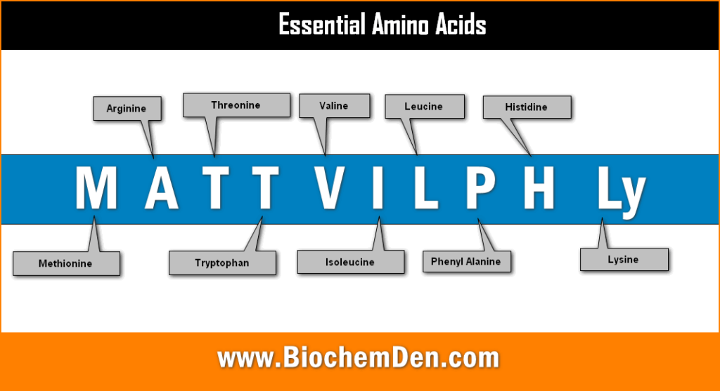 essential-amino-acids