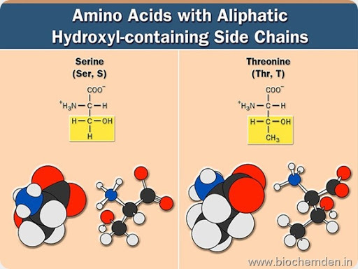 hydroxy side chain amino acid