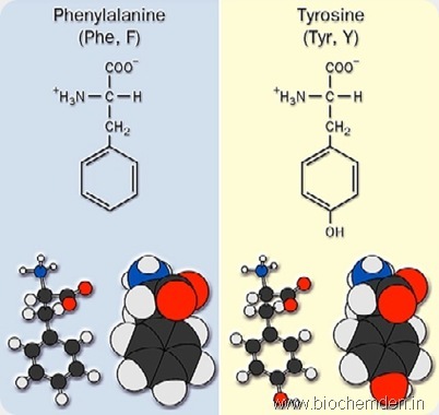 phenylalanine tyrosine