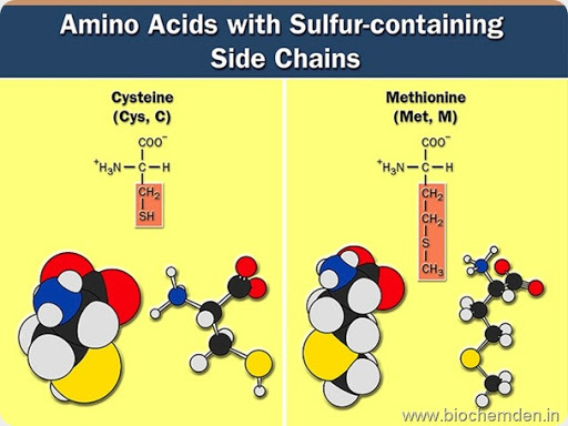 sulphar containing amino acid