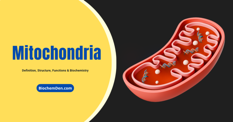 Mitochondria - Power house of the cell