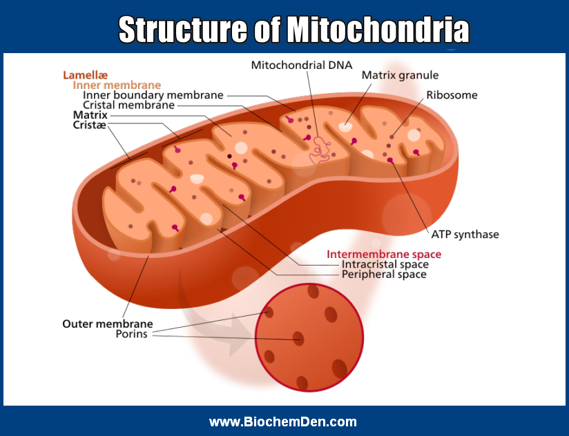structure of mitochondria and functions