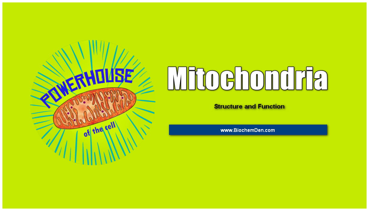 structure of mitochondria and its functions