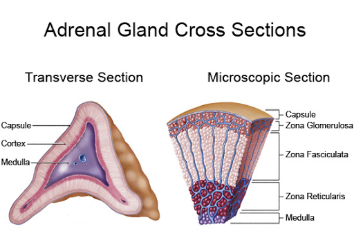 Adrenal gland cross cutting