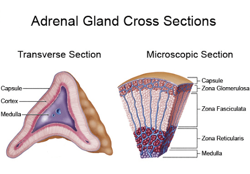 adrenal gland secretes what hormone