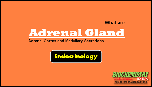 Adrenal glands and its secretions