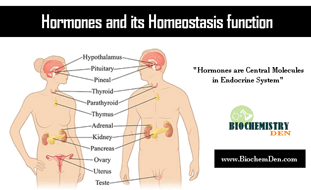 Hormones: Endocrine system and Homeostasis in Vertebrates