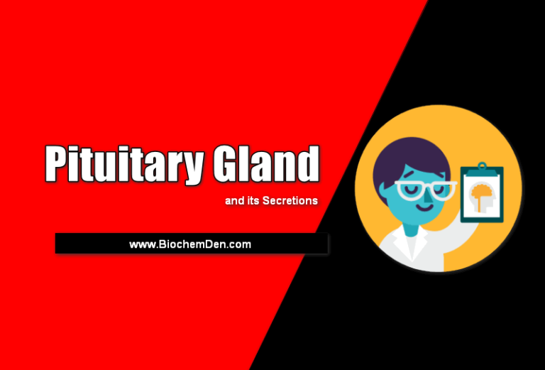 What is Pituitary Gland and its Secretions?
