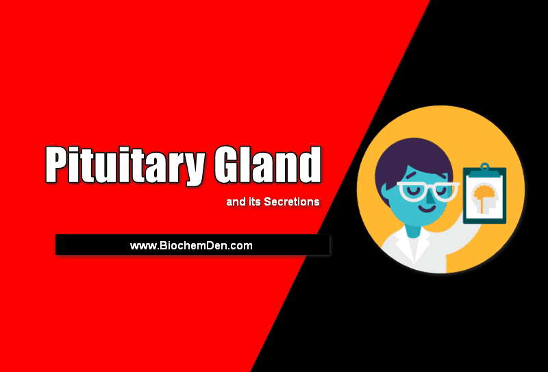 Pituitary Gland: What is Pitutary Gland and its Secretions? (Short Notes) Biology Diagrams