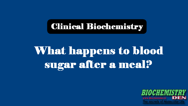 What happens to Blood Sugar after a Meal?