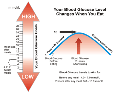 What happens to blood sugar after a meal 