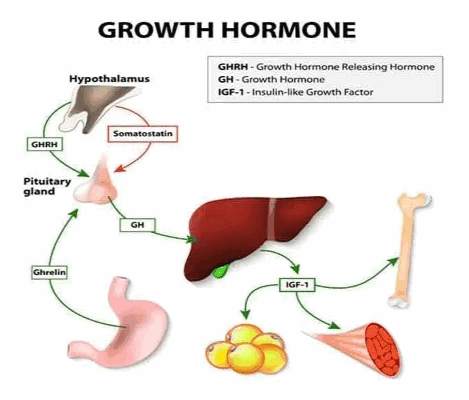 growth hormone