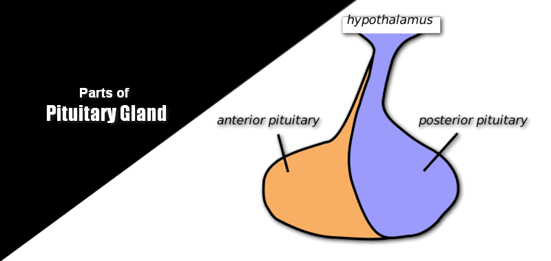 parts of pituitary gland