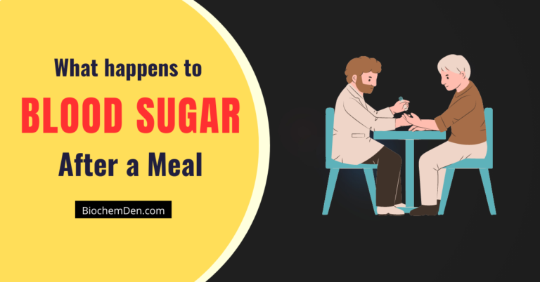 What happens to Blood Sugar after a Meal?