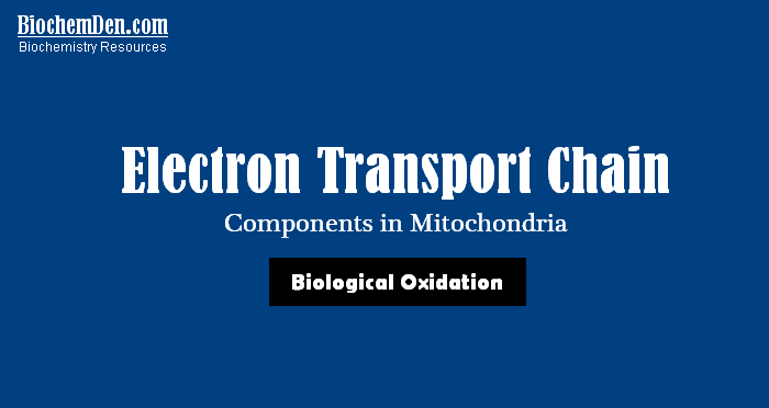 Electron Transport Chain components in Mitochondria