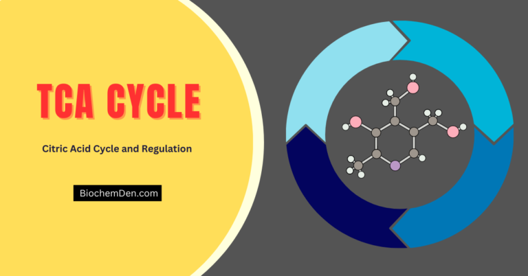 Krebs Cycle / Citric Acid Cycle / TCA Cycle with Steps and Diagram
