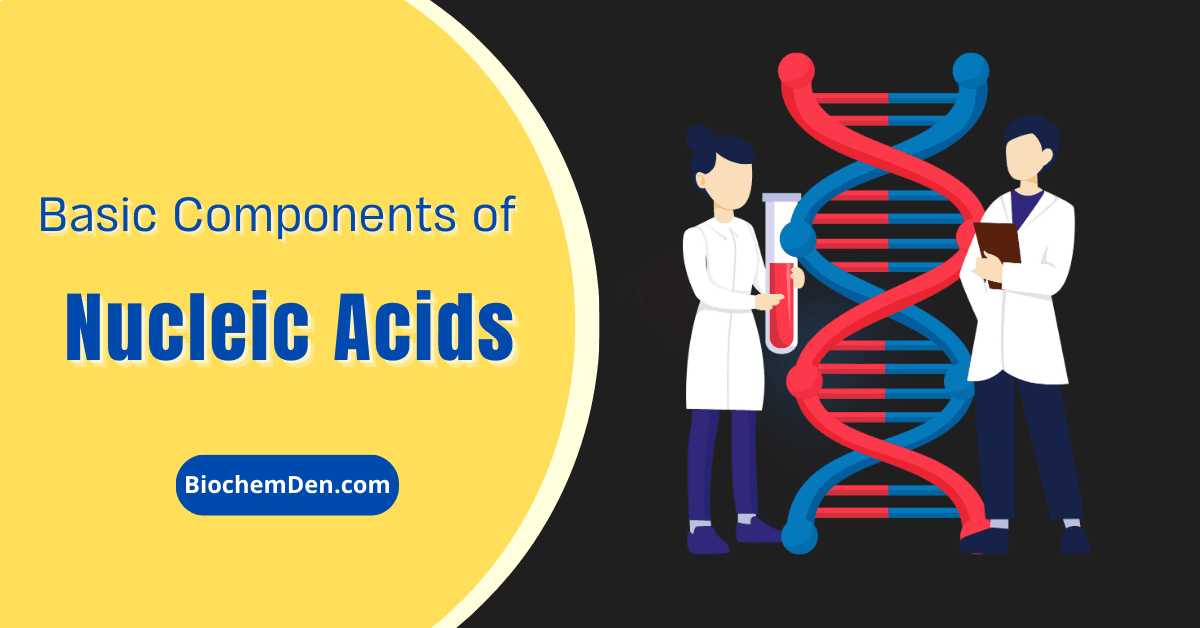 basic nucleic acid chemical structure