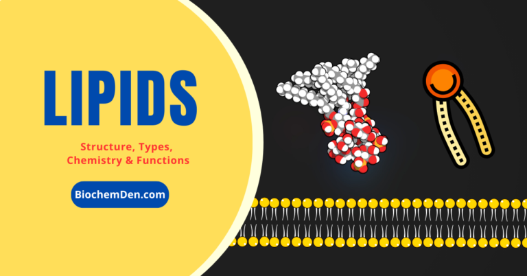 Lipids: Structure, Functions and Dietary requirements (Complete Guide)