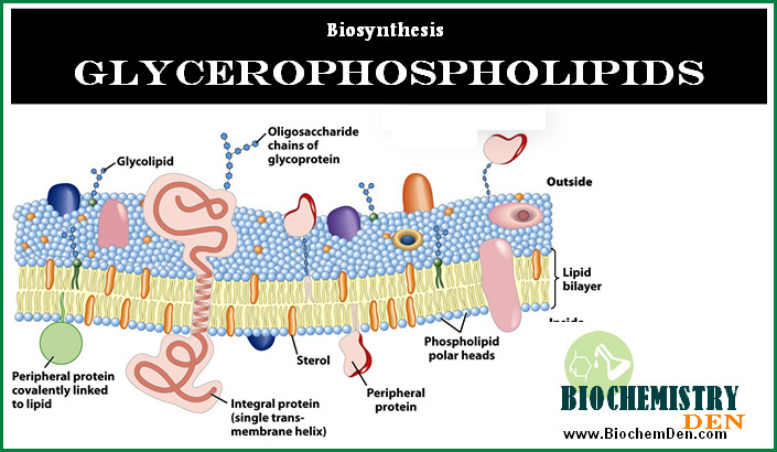 What is the basic mechanism of Glycerophospholipids biosynthesis?