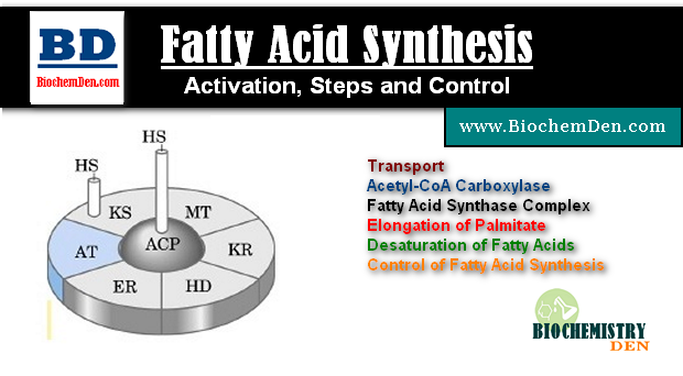 Fatty Acid Synthesis: Activation, Steps and Control