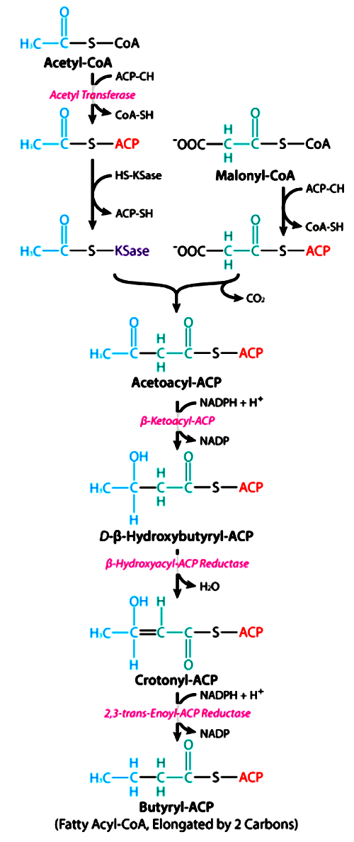 Fatty acid synthesis pathway
